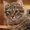 котята сибирские #5075