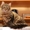 котенок сибиряк #6018