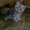Британские котята,  