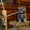 Котята экзотической породы #22963