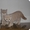 Британский котенок #25381