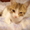 отдам даром котенка #21349