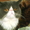 персидские  котята #32922