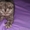Срочно продаются котята породы скоттиш фолд  #30638