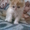 Персидский котенок #29278