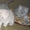 британские 3 кошечки и котенок #32879
