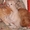 котята рыжие подарю  #34493