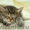 Отдам в добрые руки красивых котят #35392