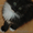 Котята в добрые руки #30959