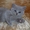 !Британские котята! #43350