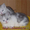 Британские мраморные котята недорого #40062