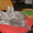 Котята породы русская голубая плановые #39893