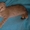 Скоттиш фолд (шотландский вислоухий) #38419