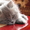 Котята Скотишь-страйт,  скотишь-фолд #39286