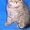 котята Шотландской породы шоколадные и черные. пит Бегемот #42751
