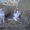 отдам котят в хорошие руки #41262