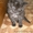 Котята в любящие руки #43648