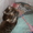 котята породы экзот #46300