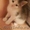 котенок в хорошие руки #44798