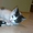 Котёнок ищет приёмных родителей. #54598