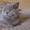 Британский кот 6 мес #53633