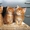 питомник HUNTERCOON*RU  предлагает котят породы Мейн Кун #58713