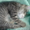 котёнок в добрые руки #51485