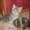 БРИТАНСКИЕ КОТЯТА (клуб) #48593