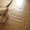 Продаются британские котята (1 месяц) #60289