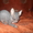 продажа:котята-сфинксы.петербургские #63926
