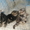 Котята скотиш-фолд,  страйт. #65402