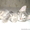 Отдам котиков в хорошие руки #65828