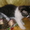 вислоухие котята,  продаю #67502