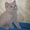 котята СКОТТИШ-СТРАЙТ #79309