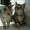 котята породы скоттиш-страйт #82198