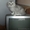 Скоттиш фолд и страйт котята #82220
