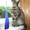 Кошечка ищет дом #77857