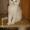 Британский котик 2, 5 месяца #75333