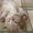Продаются элитные британски котята #85111