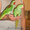Александрийский попугай ручные птенцы (выкормыши) нашего разведения #99383