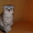 кошечка вислоухая #112859