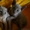 Продаются кошечки корниш-рекс #110077
