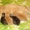 Котята шотланской породы #110457