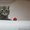 шотландские котята (котики) #105172