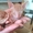 кудрявые котята корниш рекс #129989