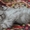 Шотландские короткошерстные котята шоу-класса #128779