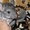 Шиншиллу продаю #132228