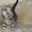 котята - тигрята #131045