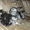 Котята породы шотландская вислоухая  #131363