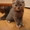 Необыкновенные котята шотландской вислоухой! #146263